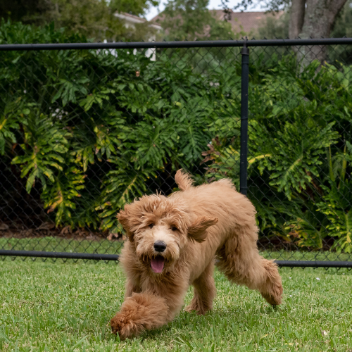 Dog Fence